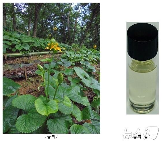 본문 이미지 - 곰취 및 곰취 정유(산림청 국립산림과학원 제공)/뉴스1