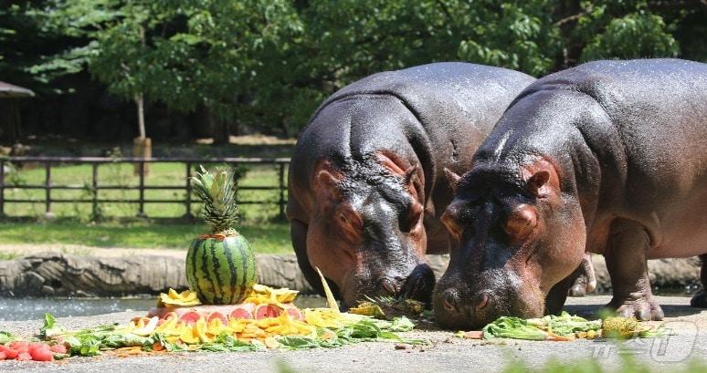 본문 이미지 -  수박 먹는 하마 &#40;서울대공원 제공&#41;