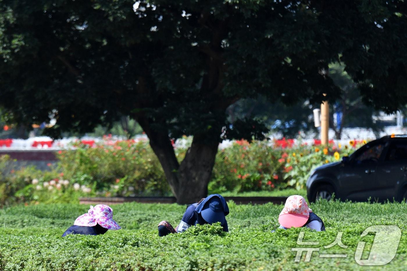 경북 포항시 전역에 폭염특보가 발령 중인 25일 오전 남구 상대동 뱃머리마을 국회밭에서 근로자들이 밭을 메고 있다. 2024.7.25/뉴스1 ⓒ News1 최창호 기자