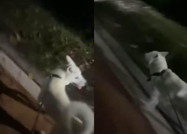 본문 이미지 - 산책 중 괴한이 소리를 지르며 쫓아오자 뒤를 힐끔거리며 달아나는 반려견. &#40;JTBC &#39;사건반장&#39;&#41;