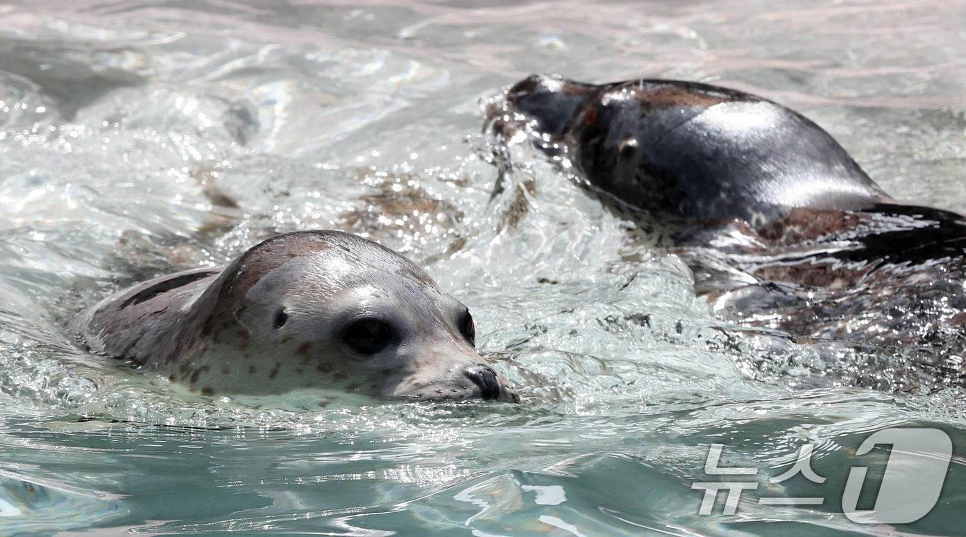 경기 과천 서울대공원에서 열린 동물들의 여름나기 행사에서 점박이 물범들이 수영을 하고 있다. /뉴스1 DB