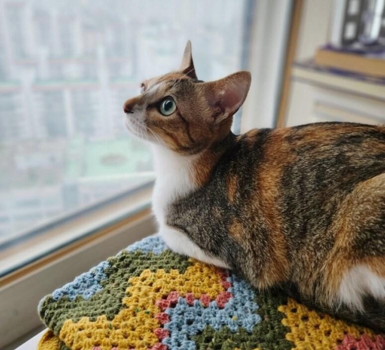 본문 이미지 - 나비야사랑해에서 구조한 고양이 '레조'는 사고인지 학대인지 알 수 없는 외상으로 오른쪽 눈 밑 피부 조직이 소실된 상태다. (나비야 사랑해 제공) ⓒ 뉴스1