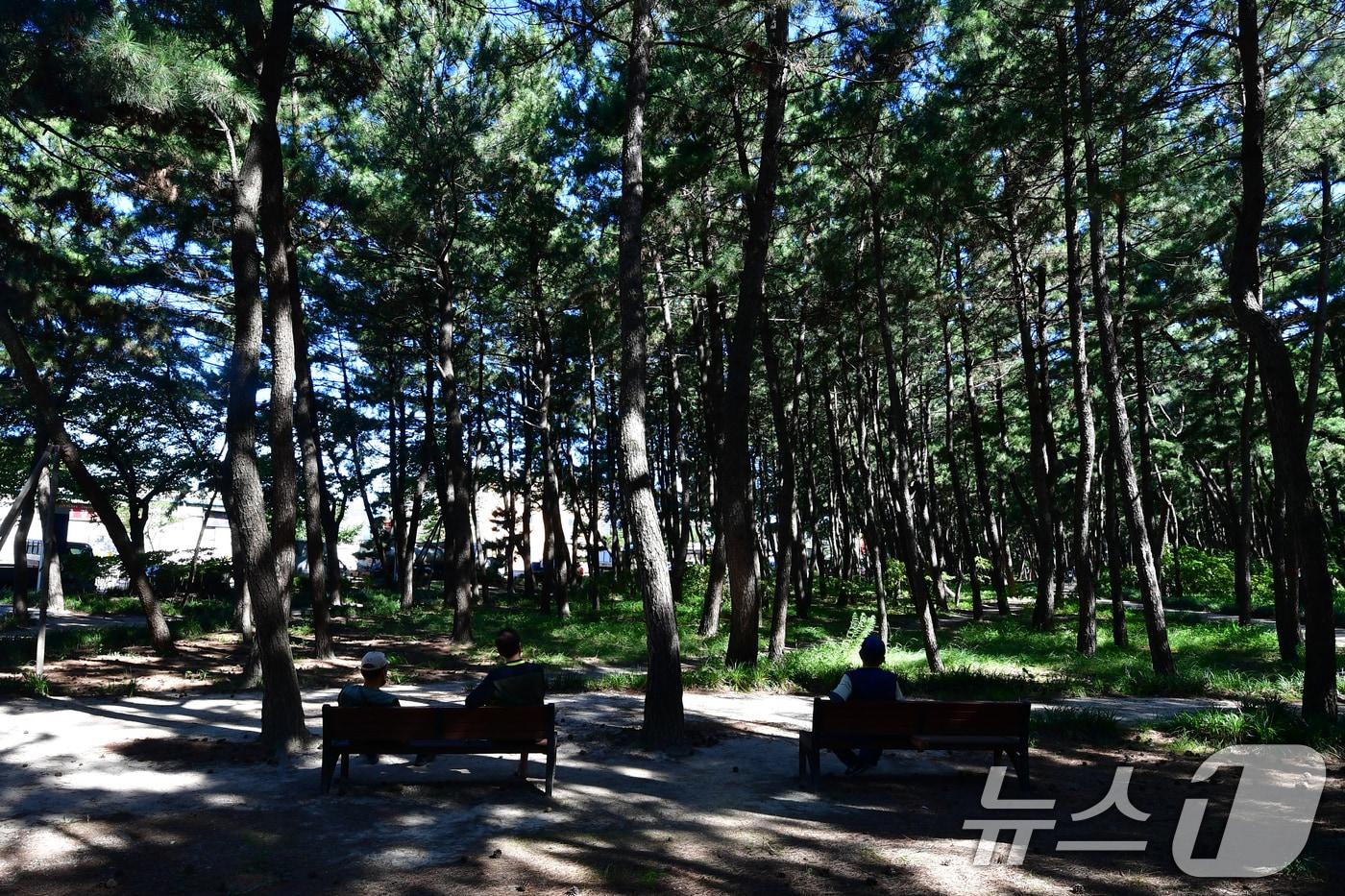 본문 이미지 - 소나무 자료사진./뉴스1 ⓒ News1