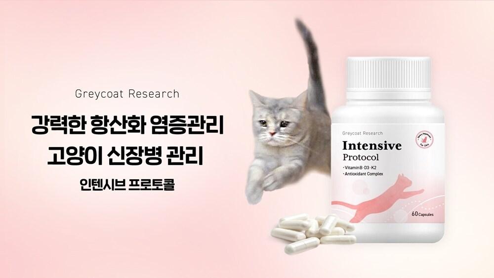 본문 이미지 - 반려동물 헬스케어 회사 모모그룹은 그레이코트 리서치 자문단과 함께 개발한 고양이 신장병 관리 보조제 '인텐시브 프로토콜'의 예약 판매를 시작한다고 밝혔다. (모모그룹 제공) ⓒ 뉴스1