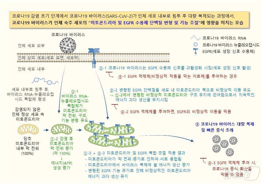 본문 이미지 - 코로나19 바이러스가 인체 숙주 세포의 미토콘드리아 및 EGFR 수용체 단백질 변형 및 기능 조절에 미치는 영향을 보여주는 개략도. (화학연 제공)/뉴스1