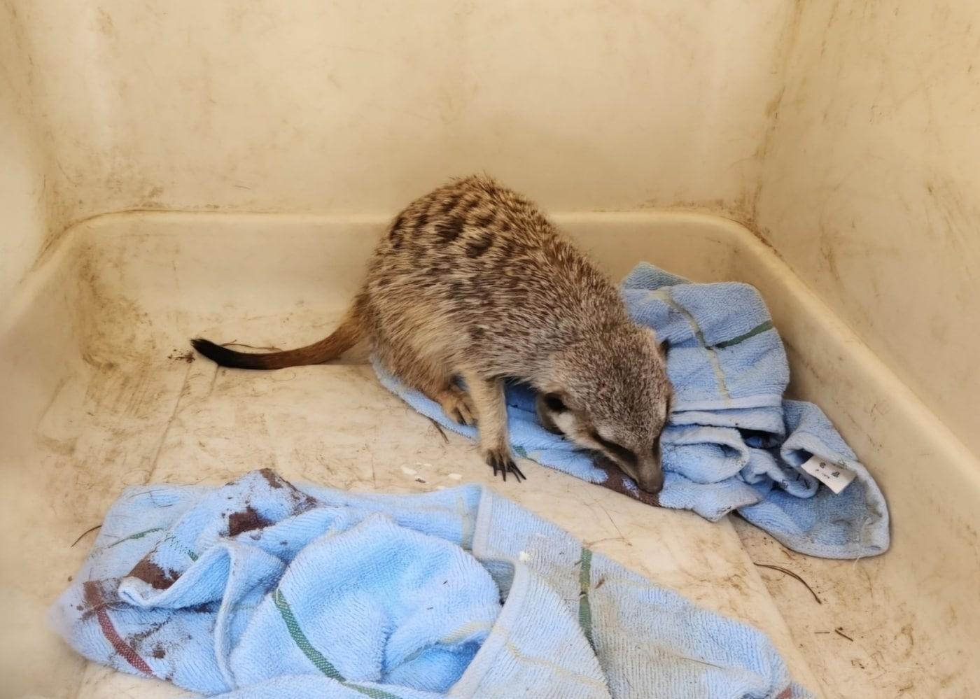 지난 2일 전북 장수군 유실·유기동물 보호소에 입소된 미어캣 (김수애 씨 제공) ⓒ 뉴스1