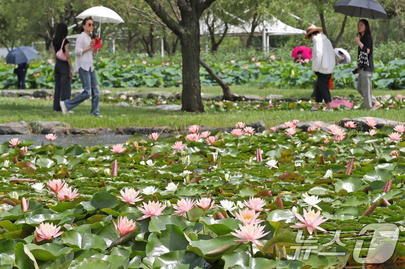 대전과 충남 8개 지역에 폭염주의보가 발효 중이다./뉴스1 ⓒ News1 윤일지 기자