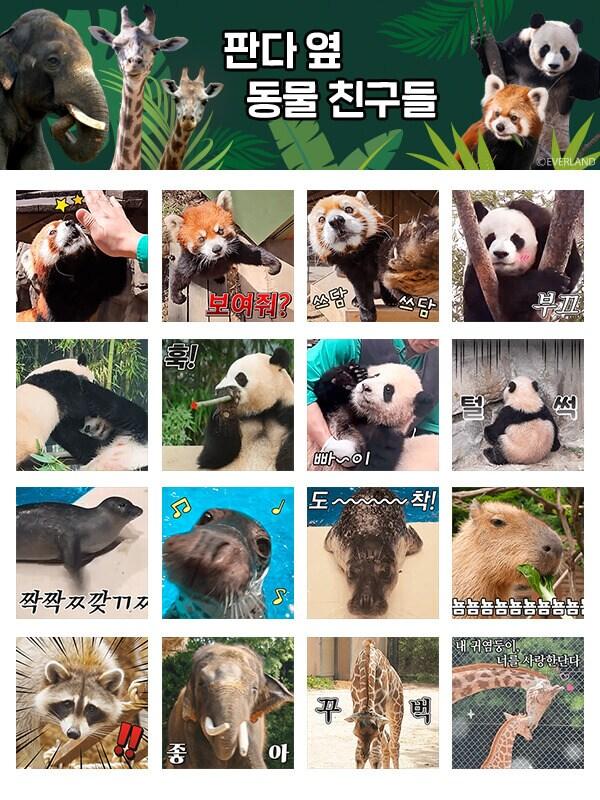 본문 이미지 - 에버랜드가 출시한 '판다 옆 동물 친구들' 카카오 이모티콘.(에버랜드 제공)