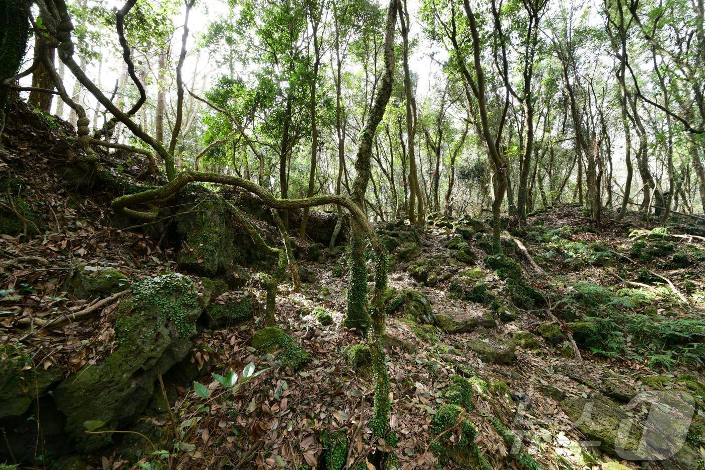 저지곶자왈 전경 &#40;산림청 국립산림과학원 제공&#41;/뉴스1