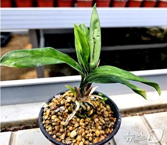 본문 이미지 - 죽백란(제주도 제공)/뉴스1