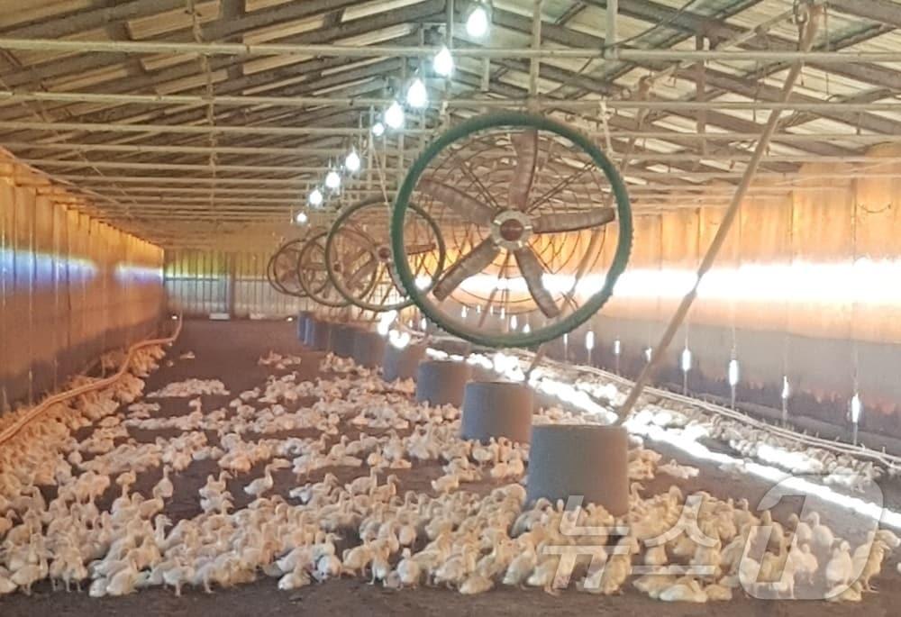 본문 이미지 - 오리 농장 내부 모습.(사진은 기사 내용과 무관함) / 뉴스1 ⓒ News1