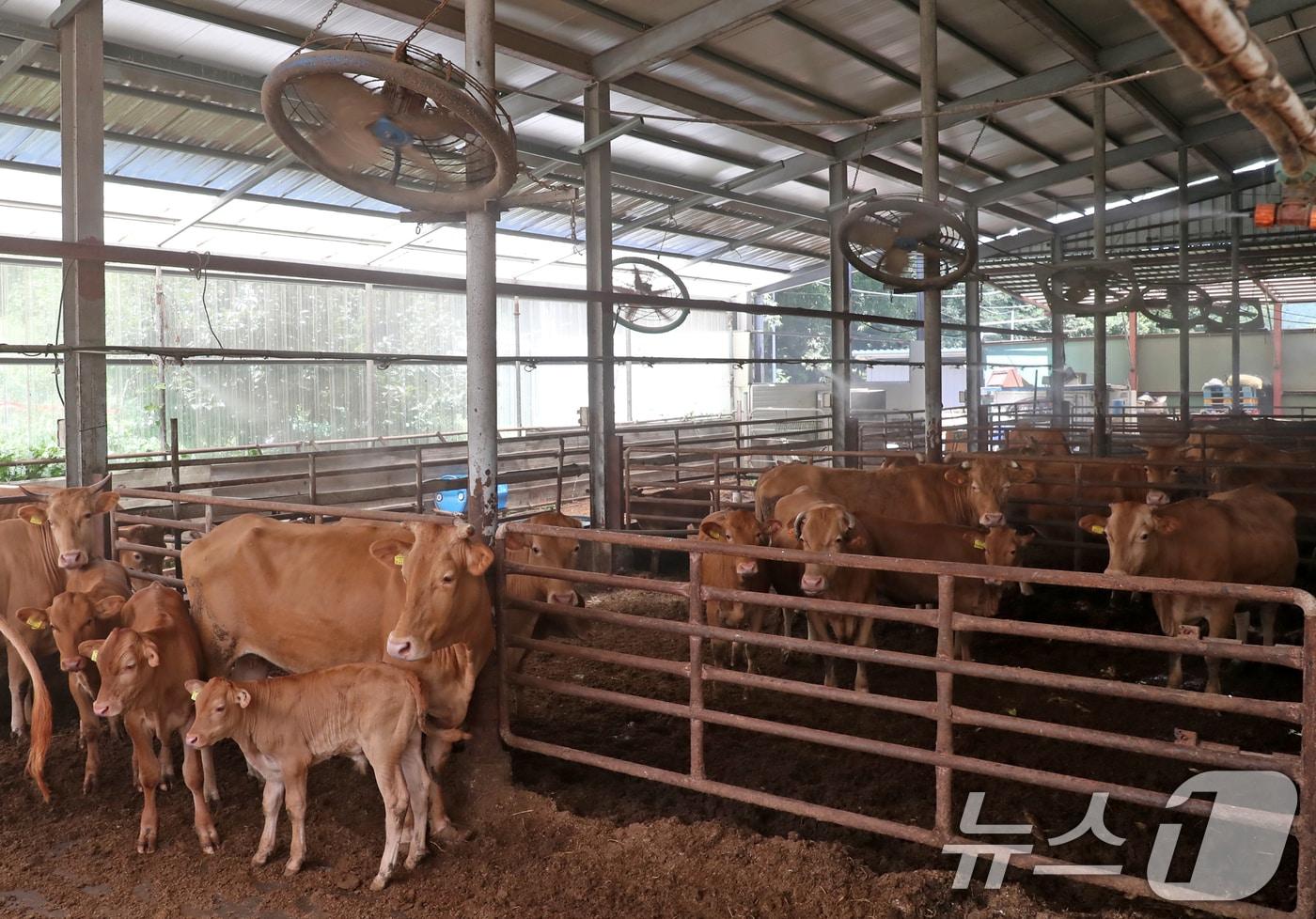 부산 기장군 철마면 한 한우농가. /뉴스1 ⓒ News1 윤일지 기자