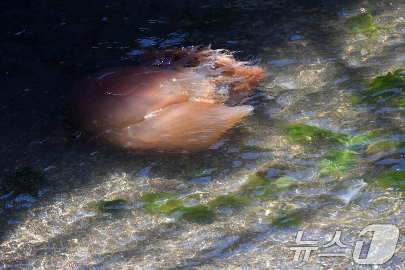 바다에 떠다니는 노무라입깃해파리. 2024.7.31/뉴스1 ⓒ News1 최창호 기자