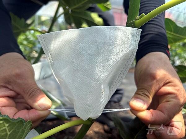 본문 이미지 - 영암 무화과 봉지 씌우기 (영암군 제공)/뉴스1 ⓒ News1 김태성 기자