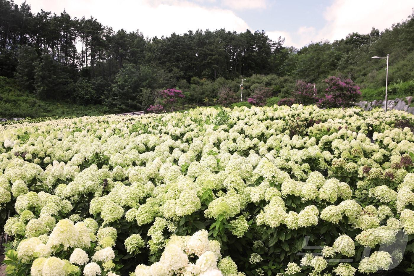 31일 충북 옥천군 이원면 이원로 묘목공원 일대에 심겨진 수국이 하얀 눈을 연상케 하고 있다. (옥천군 제공) /뉴스1