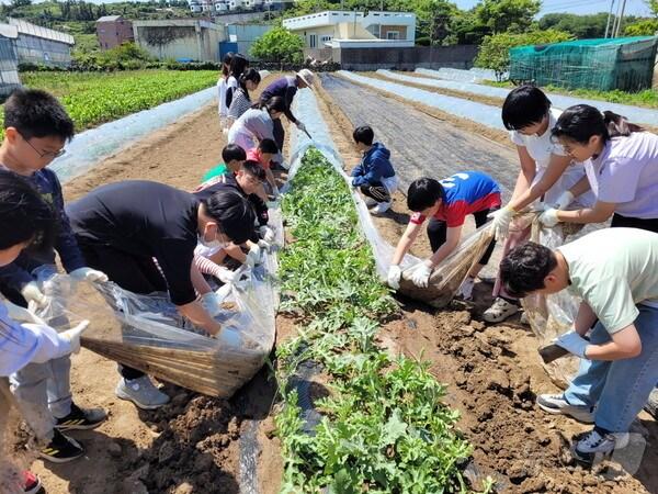 본문 이미지 -  제주 구엄초등학교&#40;교장 강선욱&#41; 5학년 학생들이 제주 바다의 환경문제 해결에 힘을 보태겠다며 수박농사를 지어 마련한 100만원을 제주환경운동연합에 전달했다. 구엄초 5학년들이 수박 모종을 덮고 있던 비닐을 제거하고 있다.&#40;구엄초 제공&#41; / 뉴스1