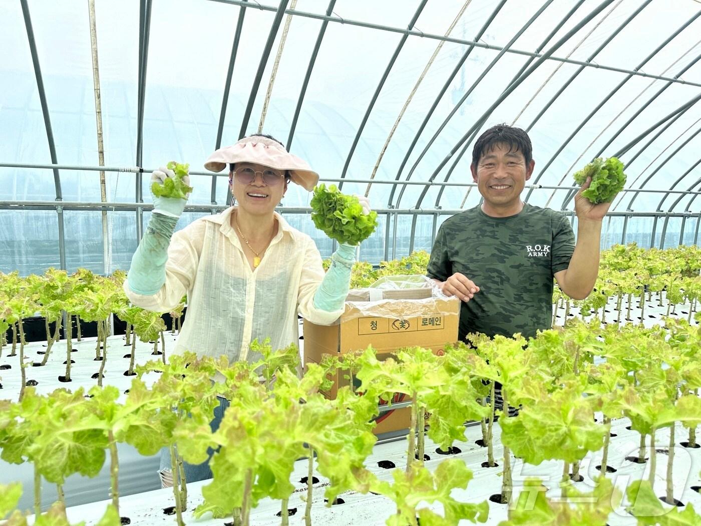 본문 이미지 -  서산시 시설채소 양액재배 확대 기술지원 시범사업으로 고설 양액재배 방식을 도입한 농가(서산시 제공) /뉴스1