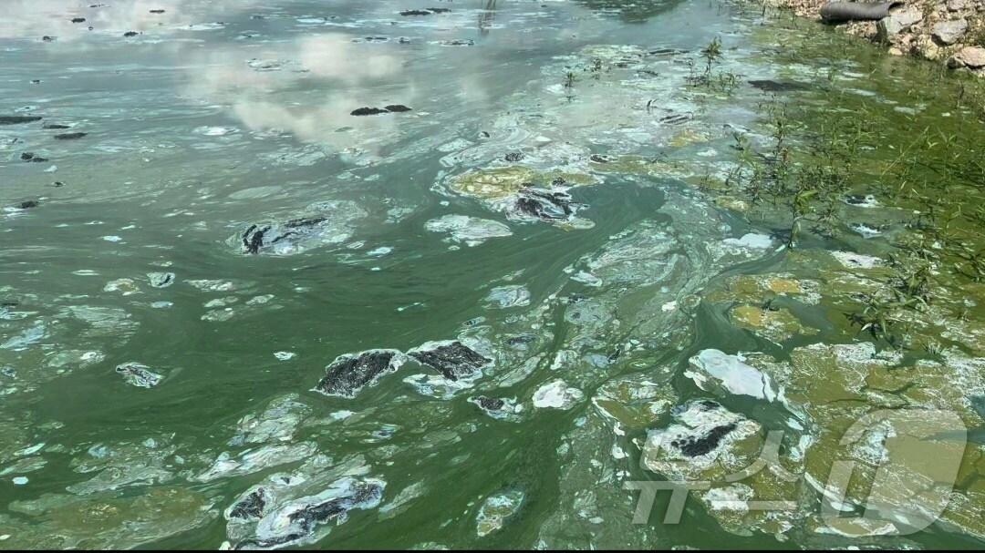 본문 이미지 - 환경단체가 31일 경북 안동댐과 영주댐 녹조가 '대발생' 상태에 들어섰다며 주민 대피령을 내릴 것을 촉구했다. 사진은 환경단체가 공개한 영주댐 녹조 발생 상황. (대구환경운동연합 제공)/뉴스1