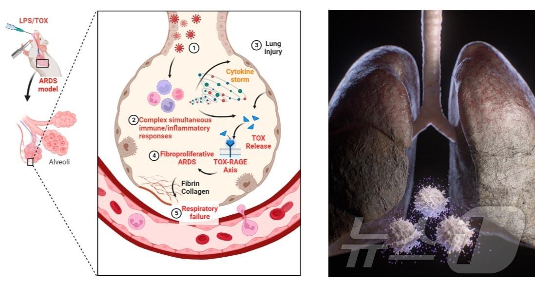 본문 이미지 - (성균관대 제공)