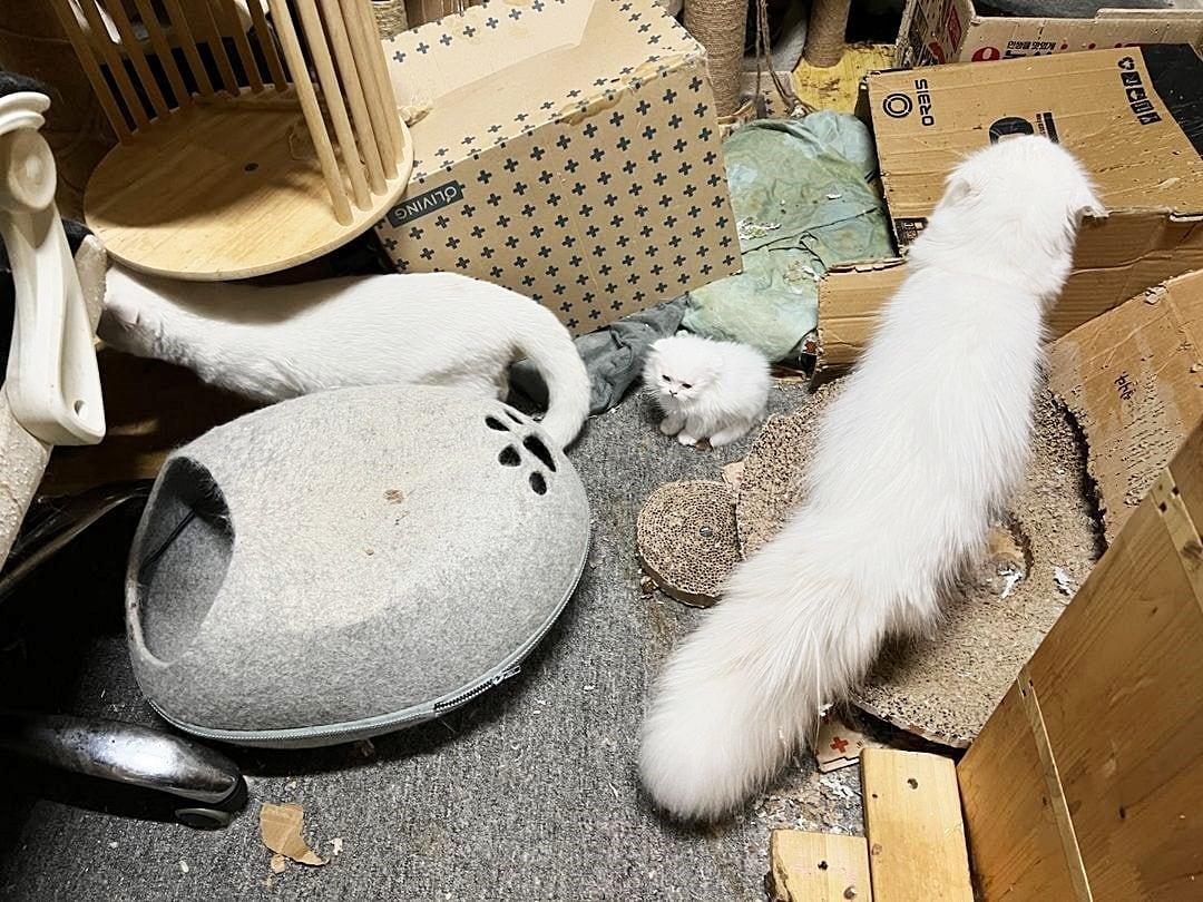 본문 이미지 - 고양이 보호단체 나비야사랑해는 지난 달 서울시 동대문구의 한 반지하 주택에 방치돼 있던 고양이 구조 소식을 전했다. (나비야사랑해 제공) ⓒ 뉴스1