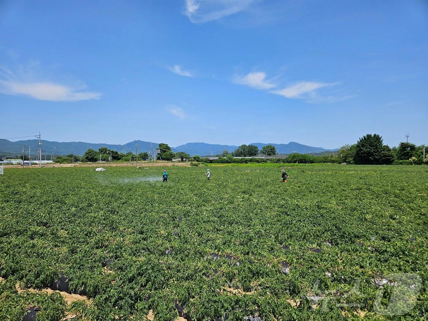 본문 이미지 - 지난달 강원 춘천 서면 일대 감자밭.(사진은 기사와 관련 없음)ⓒ News1 DB 한귀섭 기자