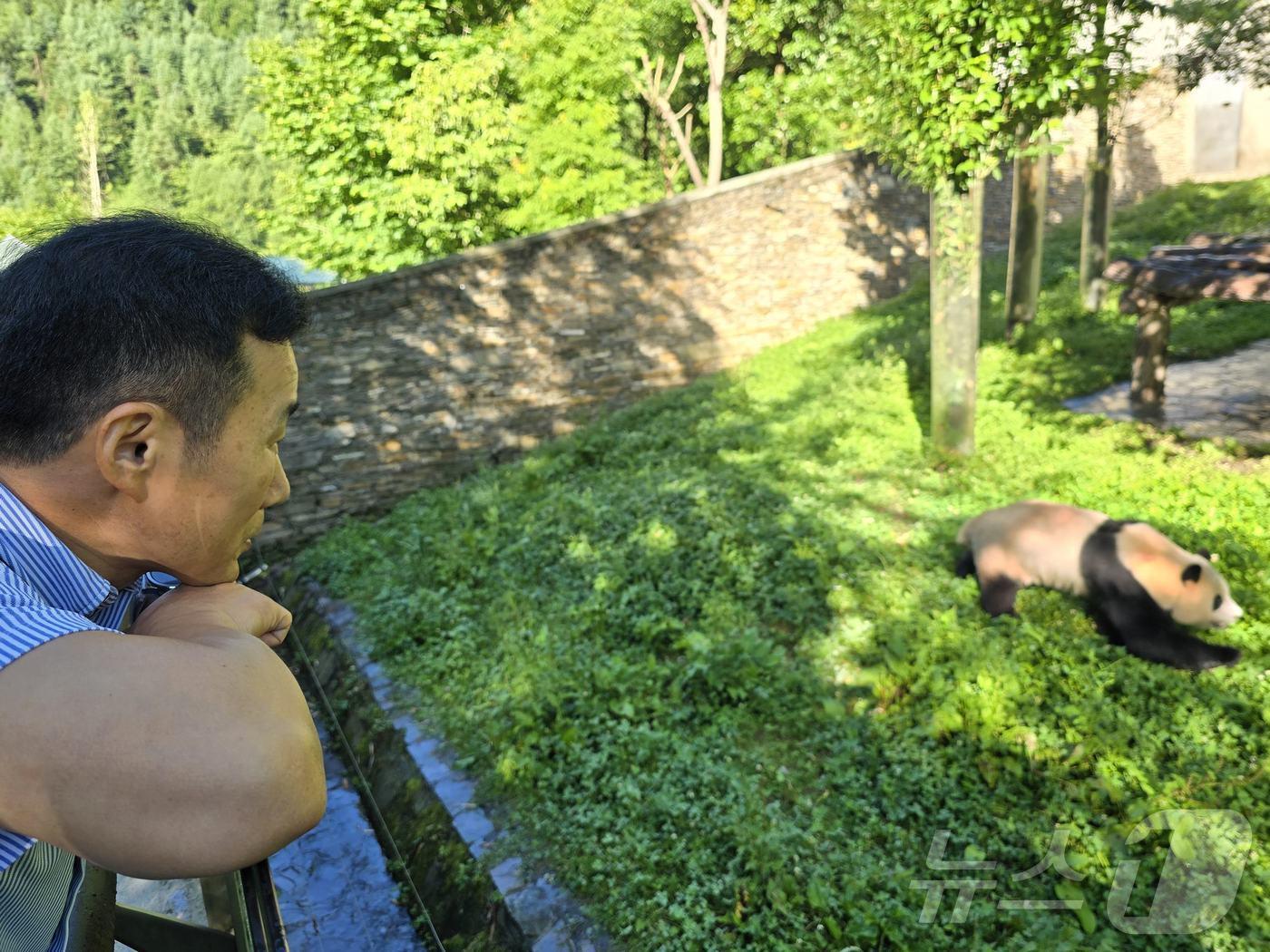 본문 이미지 - 5일 중국 쓰촨성 워룽 선수핑 판다기지에서 강철원 에버랜드 사육사와 푸바오의 재회 당시 모습(에버랜드 제공)