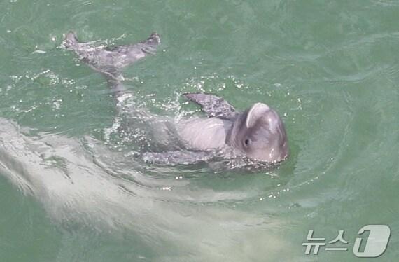 본문 이미지 - 한려해상국립공원 초양도 지역에서 발견된 새끼 상괭이.(한려해상국립공원사무소 제공)
