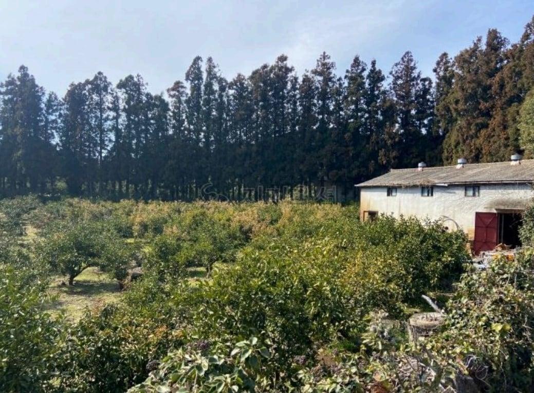 본문 이미지 - 경매에 나온 제주 귤밭 전경(지지옥션).