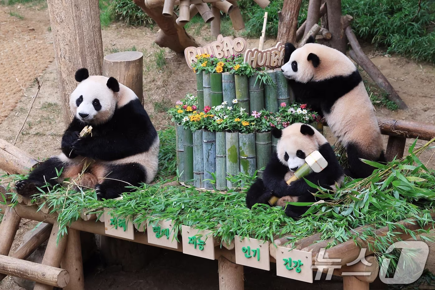 경기 용인시 에버랜드 판다월드에서 열린 푸바오의 동생 루이바오와 후이바오의 첫 생일맞이 돌잔치에서 엄마 아이바오가 쌍둥이 자매와 행복한 시간을 보내고 있다. 루이바오와 후이바오는 지난해 7월 7일 엄마 아이바오와 아빠 러바오 사이에서 태어났다. 돌잔치는 에버랜드가 사전에 진행한 돌잔치 이벤트를 통해 초청한 60명의 팬들과 에버랜드 동물원 직원들이 참석했다. 돌잔치의 하이라이트는 판다들의 돌잡이였다. 쌍둥이 판다의 건강과 행복한 판생을 바라며 대나무로 만든 붓, 판사봉, 공, 마이크, 아령이 준비됐다. 이날 루이바오는 아령을, 후이바오는 마이크를 잡았다. (에버랜드 제공) 2024.7.7/뉴스1 ⓒ News1 박지혜 기자