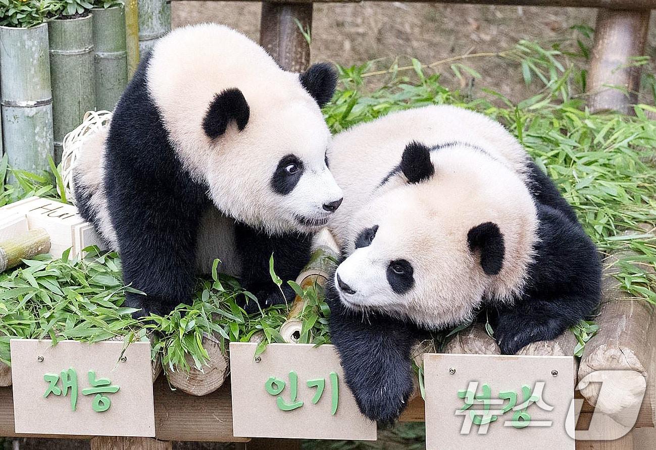 본문 이미지 - 7일 경기 용인시 에버랜드 판다월드에서 열린 푸바오의 동생 루이바오와 후이바오의 첫 생일맞이 돌잔치에서 루이바오(왼쪽), 후이바오가 돌잡이를 하고 있다.  (에버랜드 제공) 2024.7.7/뉴스1 ⓒ News1 박지혜 기자
