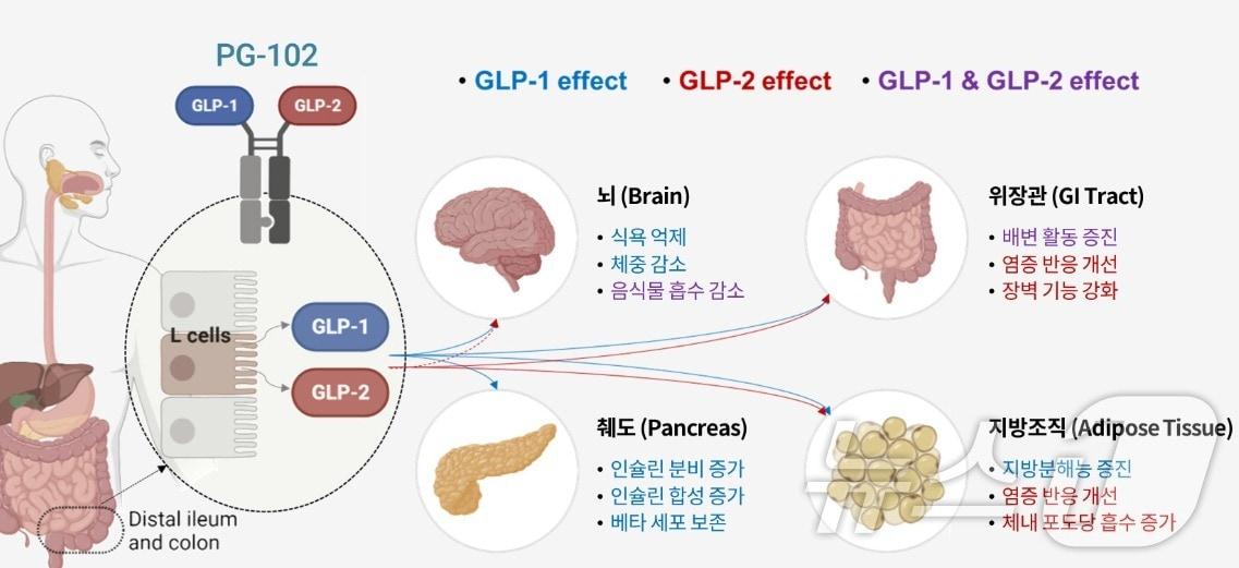 본문 이미지 - 유한양행 계열사 프로젠이 개발 중인 당뇨·비만 신약 후보물질 'PG-102' 기대 효능.(프로젠 제공)/뉴스1 ⓒ News1