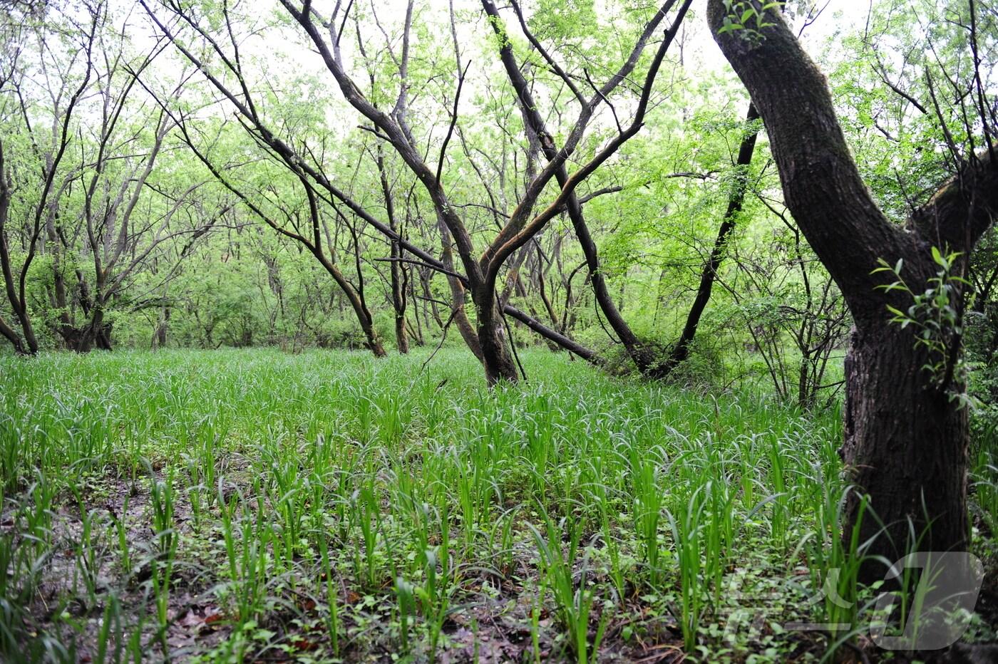 행정구역 전체가 생물권보전지역으로 지정된 전북특별자치도 고창군이 유네스코로부터 지위유지를 인정받았다. 고창생물권보전지역 핵심구역인 운곡습지(뉴스1/DB) 