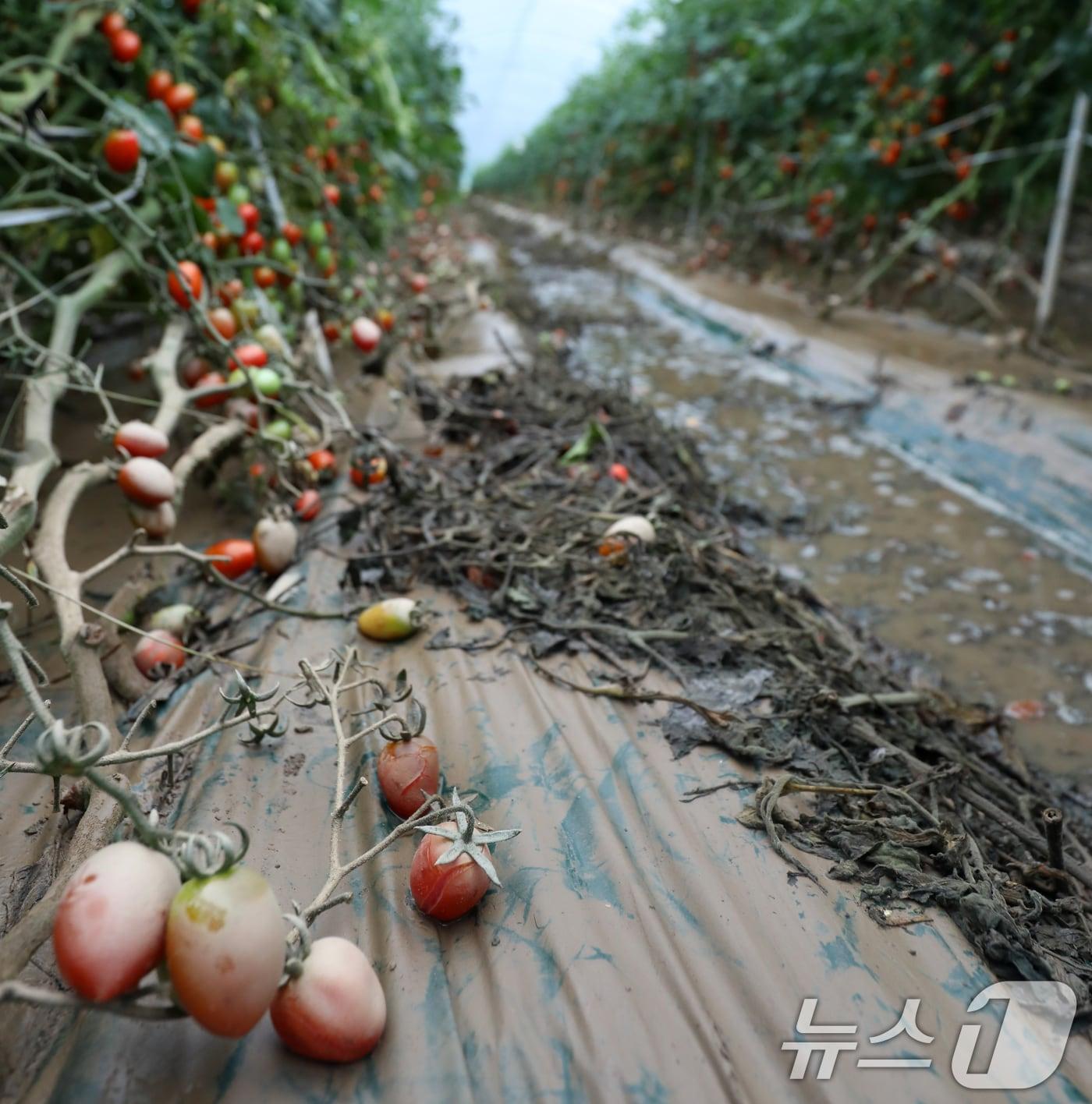 본문 이미지 - 지난 9일 전북자치도 익산시 망성면 한 방울토마토 비닐하우스에 연일 내린 비로 인해 물이 차 있다. 2024.7.9/뉴스1 ⓒ News1 유경석 기자