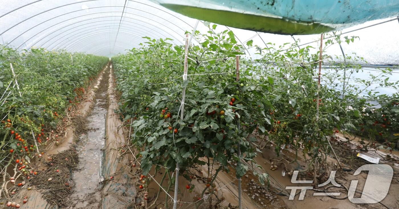9일 전북자치도 익산시 망성면 한 방울토마토 비닐하우스에 연일 내린 비로 인해 물이 차 있다. 2024.7.9/뉴스1 ⓒ News1 유경석 기자