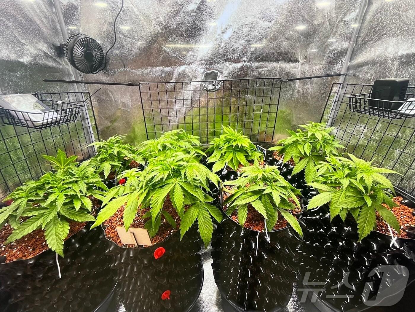 본문 이미지 - A 씨 일당이 재배하던 대마(청주흥덕경찰서 제공).2024.7.9/뉴스1 