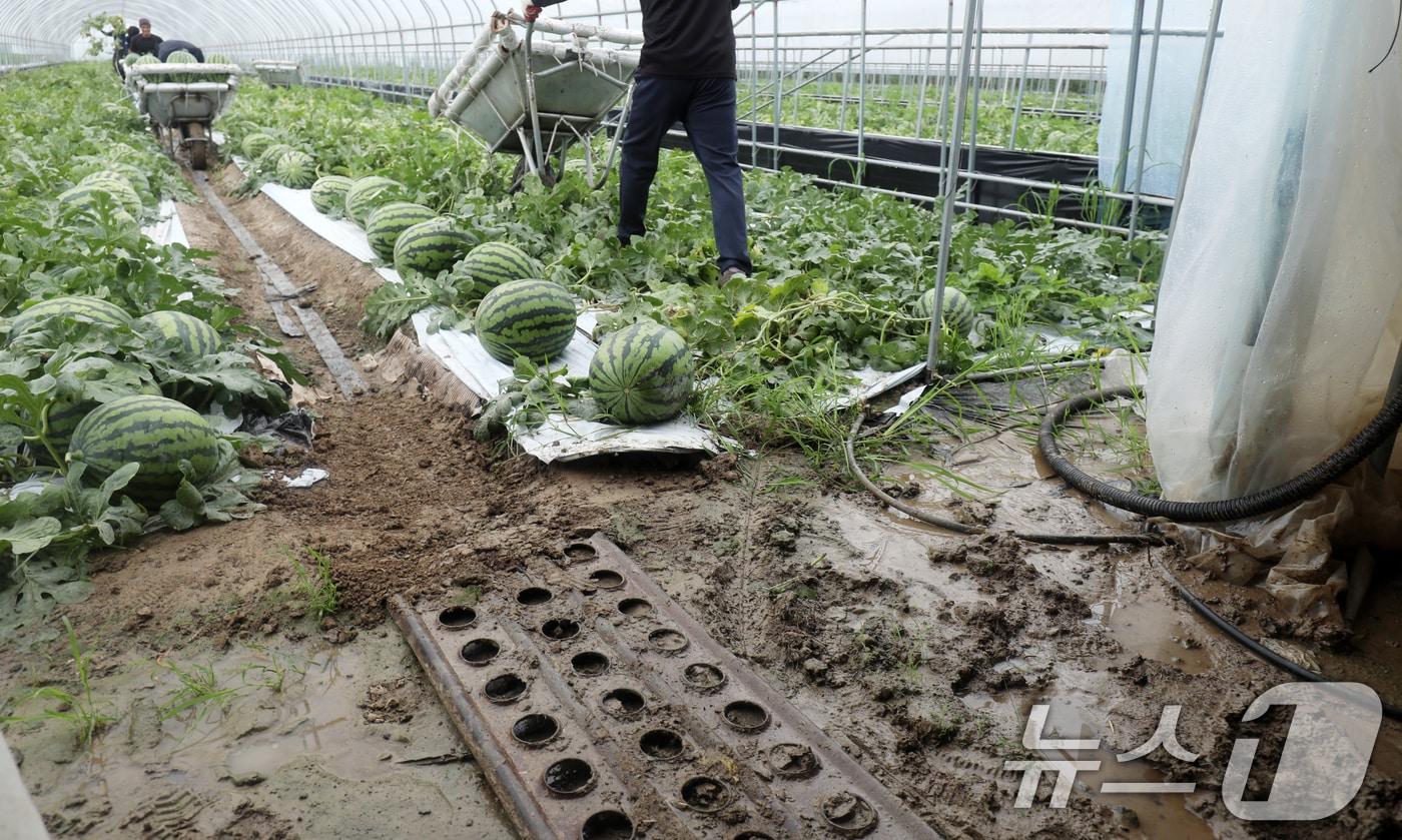 9일 전북자치도 익산시 망성면 한 수박 비닐하우스에서 관계자들이 폭우로 인한 침수 피해를 줄이기 위해 급하게 수확을 하고 있다. 2024.7.9/뉴스1 ⓒ News1 유경석 기자