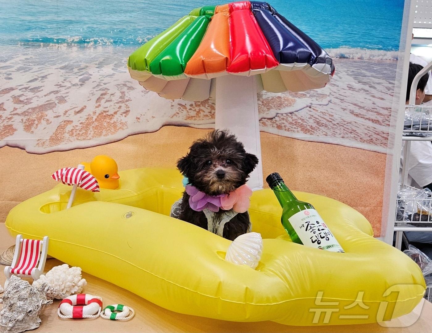 본문 이미지 - 반려동물 박람회에 설치된 해수욕장 콘셉트의 포토존에서 사진을 찍고 있는 강아지 ⓒ 뉴스1 최서윤 기자