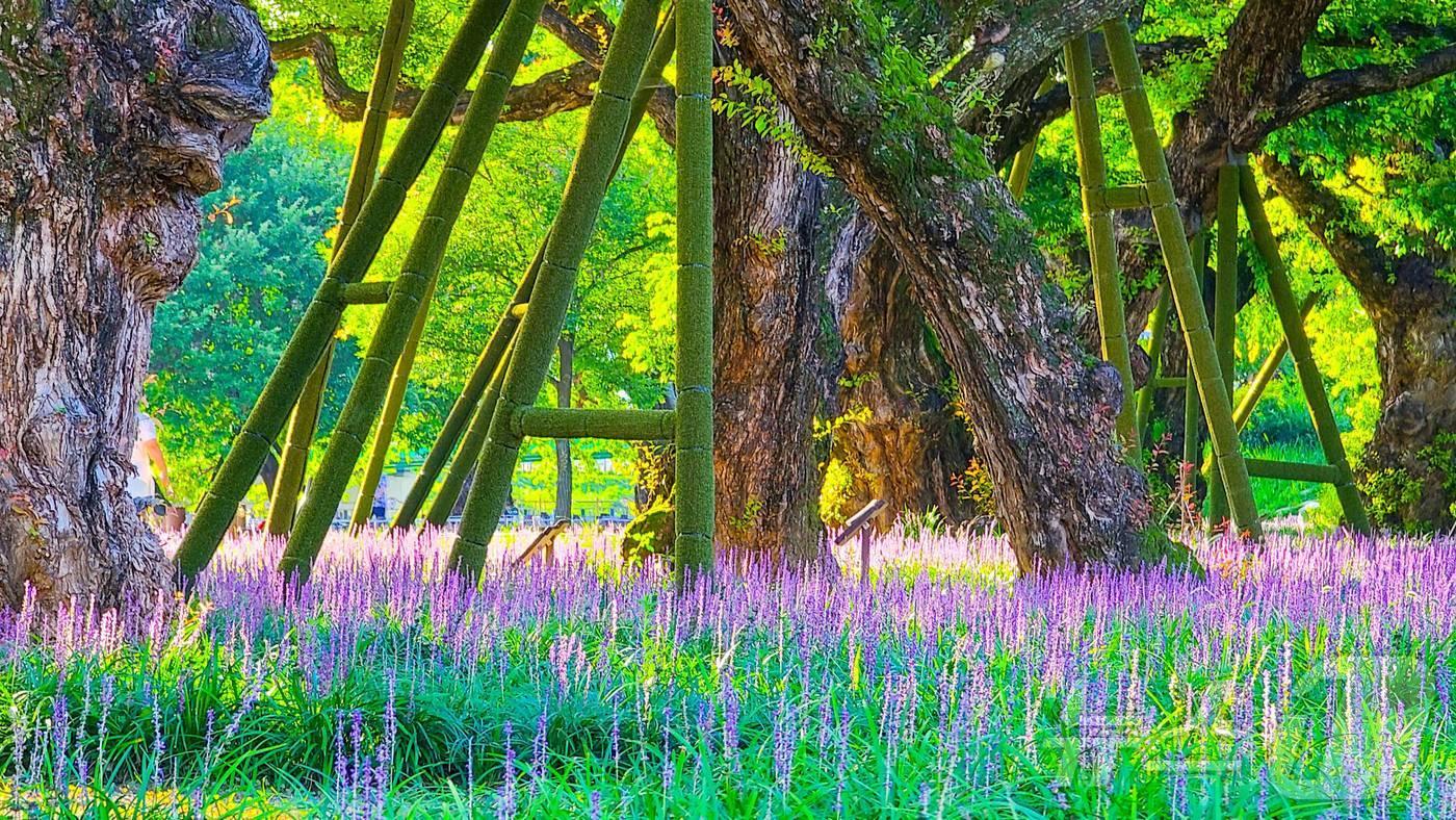 11일 경북 성주군 성밖숲에 보랏빛 맥문동 꽃이 활짝 피어 비경을 이루고 있다.(성주군 제공) 20224.8.11/뉴스1
