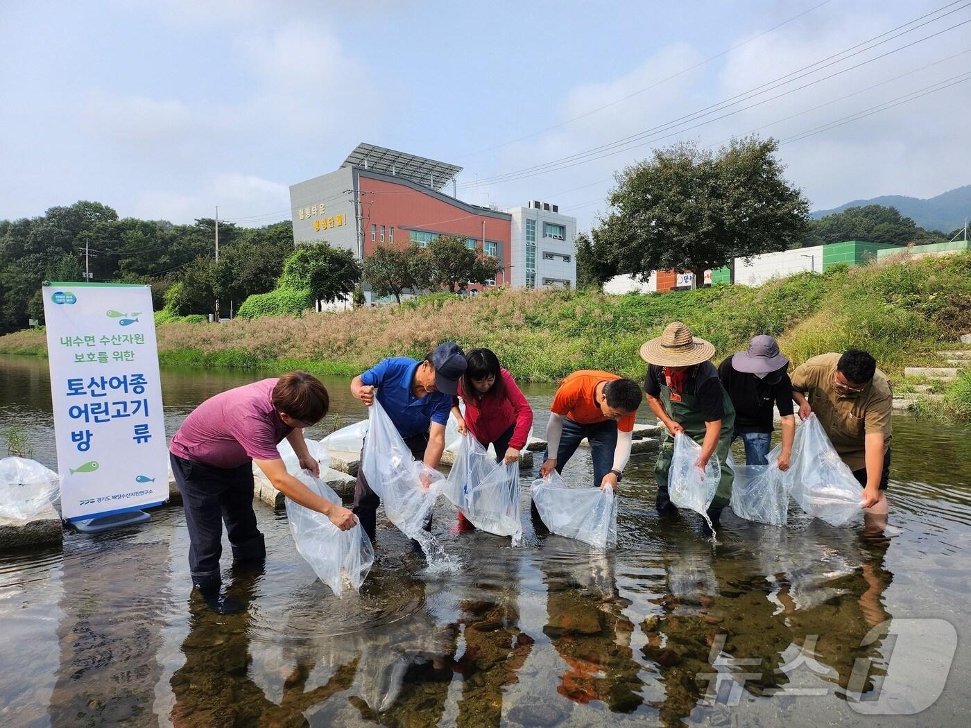 본문 이미지 - 토산어종 어린고기 방류 자료사진.(경기도 제공)