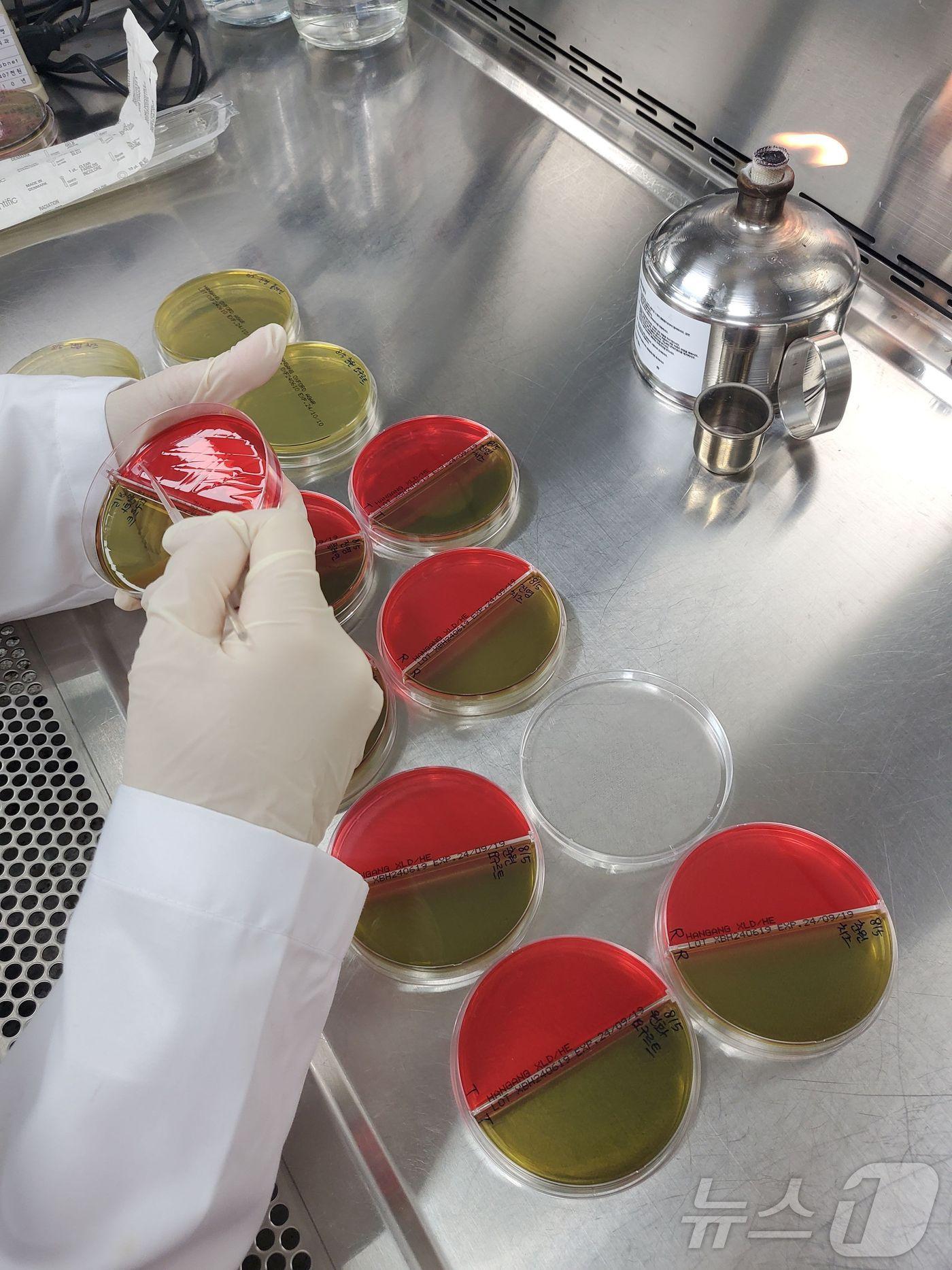 본문 이미지 - 전남동물위생시험소 살모넬라균 검사 모습.(전남도 제공) 2024.8.12/뉴스1