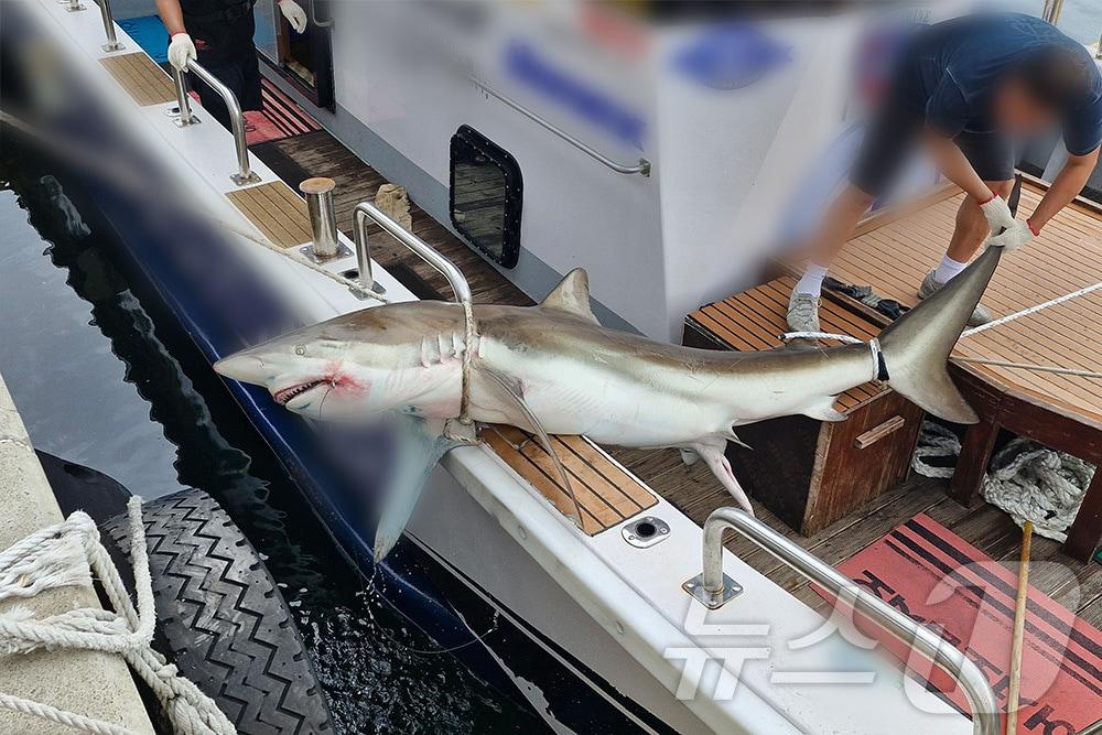 본문 이미지 - 지난 6월8일 제주 서귀포 지귀도 인근 해상에서 포획된 무태상어.(제주해양경찰청 제공) ⓒ News1 홍수영 기자