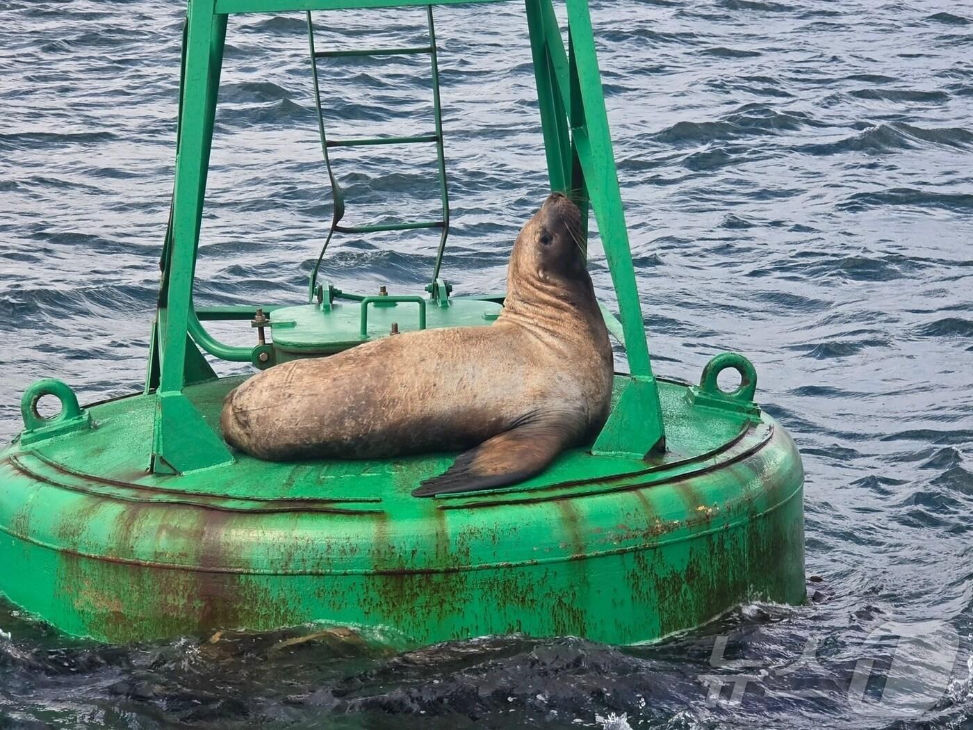 본문 이미지 - 큰바다사자가 13일 오전 울산 울주군 진하 인근 해상 등부표 위에서 또 다시 발견됐다.(울산해경 제공) ⓒ News1 김세은 기자