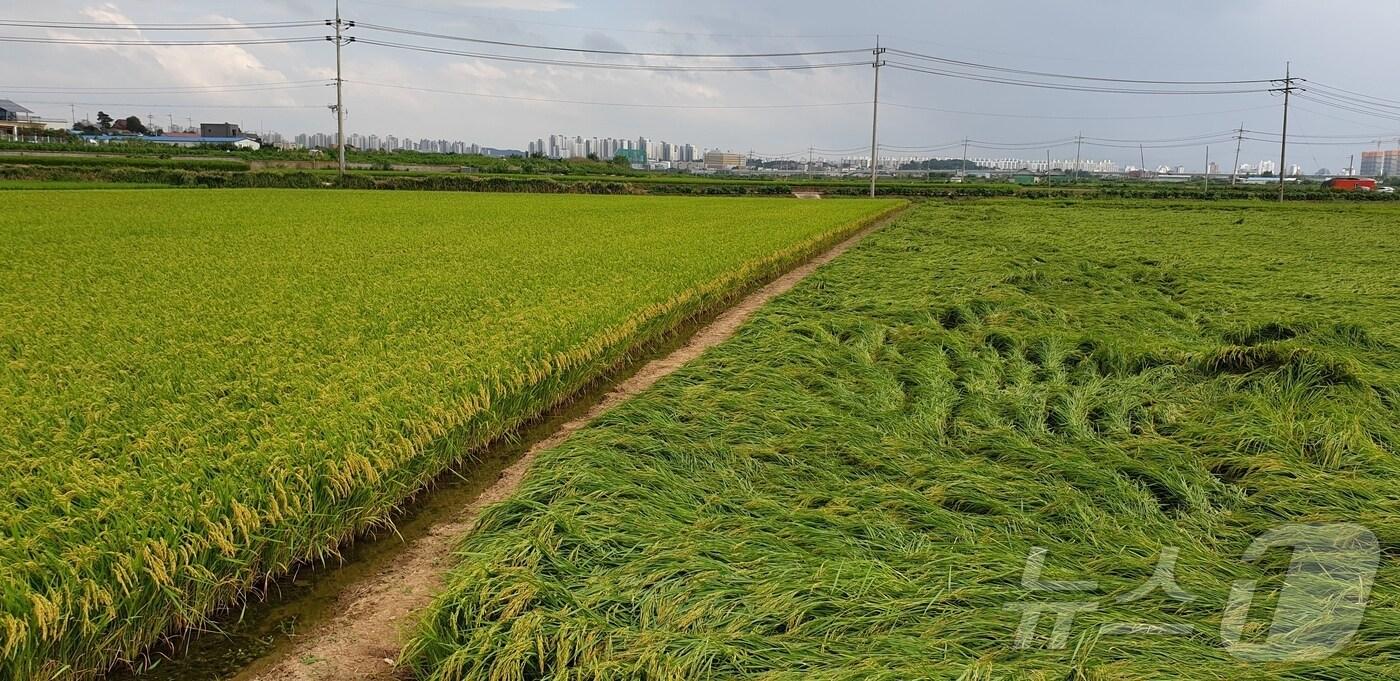 본문 이미지 - 왼쪽 품종은 우리 품종인 '해들', 오른쪽  품종은 외래 벼.(농촌진흥청 제공)2024.8.13/뉴스1