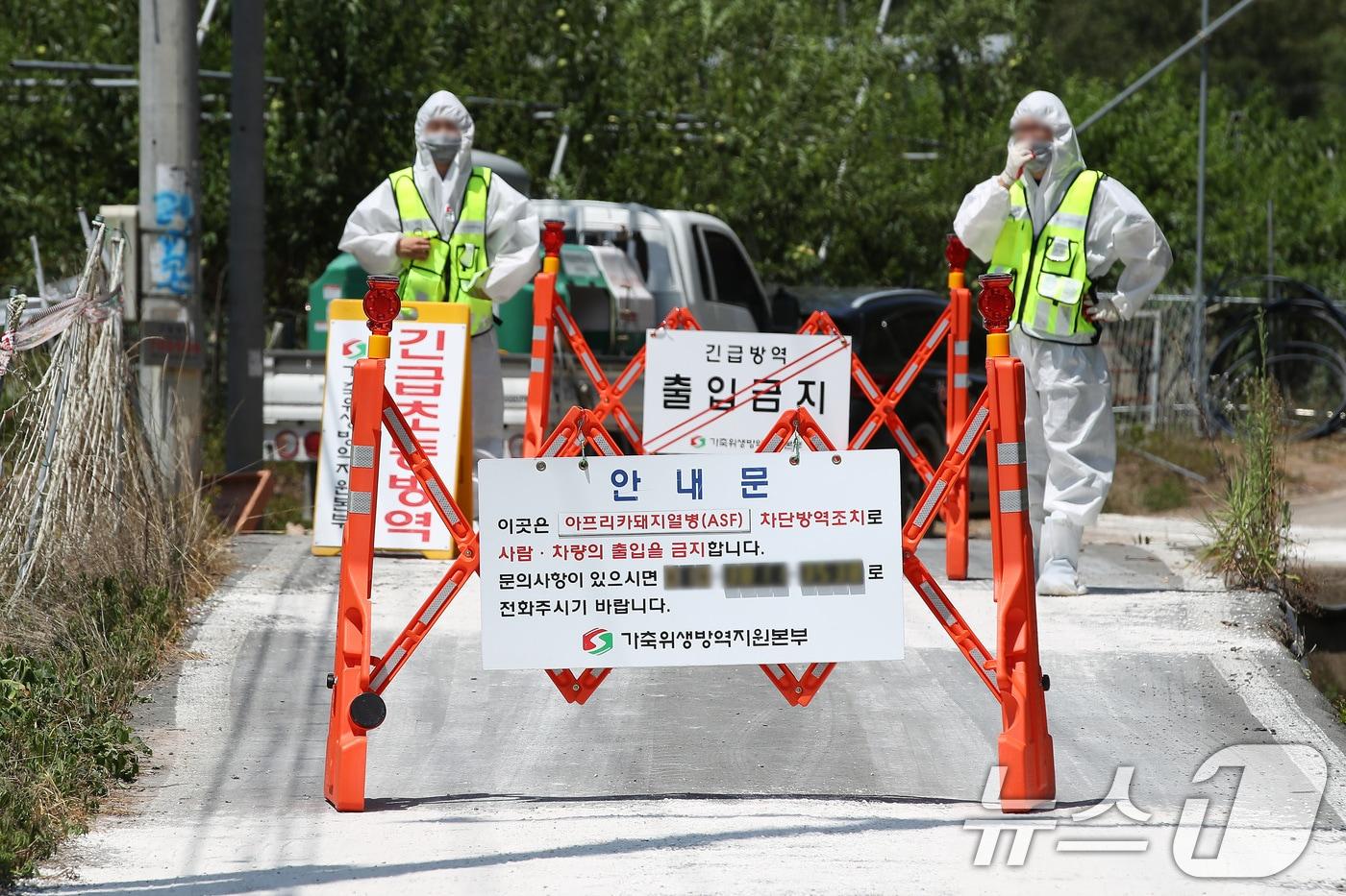 본문 이미지 - 경북도는 3일 김천의 한 양돈농장에서 지난 2월 12일 발생한 아프리카돼지열병(ASF)은 ASF 유전자가 검출된 전북 익산의 한 사료 제조공장의 돼지 사료에서 원인이 발생한 것으로 보고 관련 사료를 전량 회수·폐기했다. 사진은 경북 영천의 한 양돈농가/뉴스1