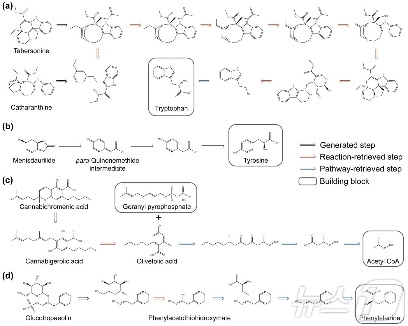 본문 이미지 - 연구진이 리드레트로를 활용해 예측한 천연물 생합성 경로.(KAIST 제공)/뉴스1
