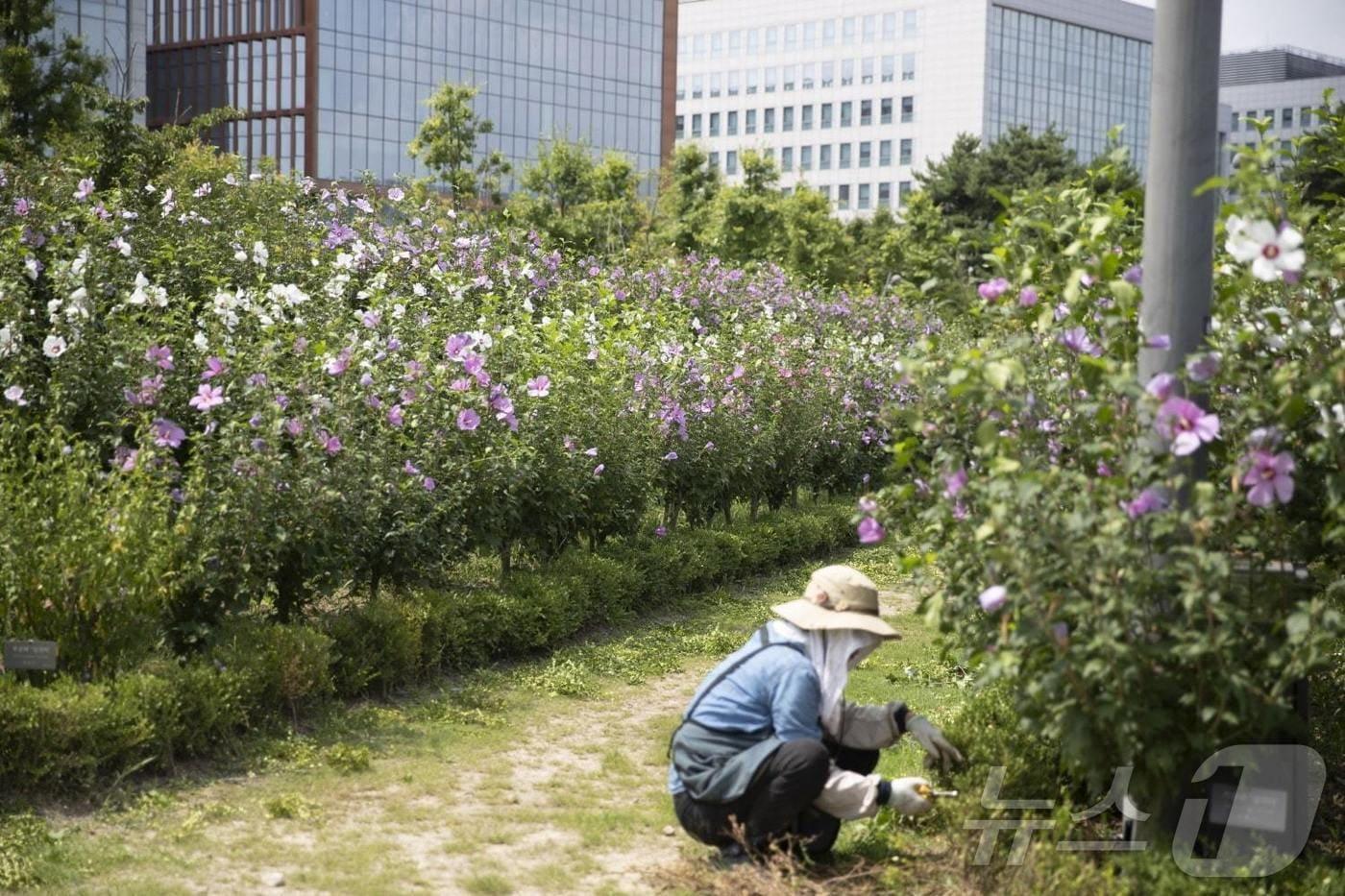 서울식물원 무궁화원 전경. (서울시 제공)
