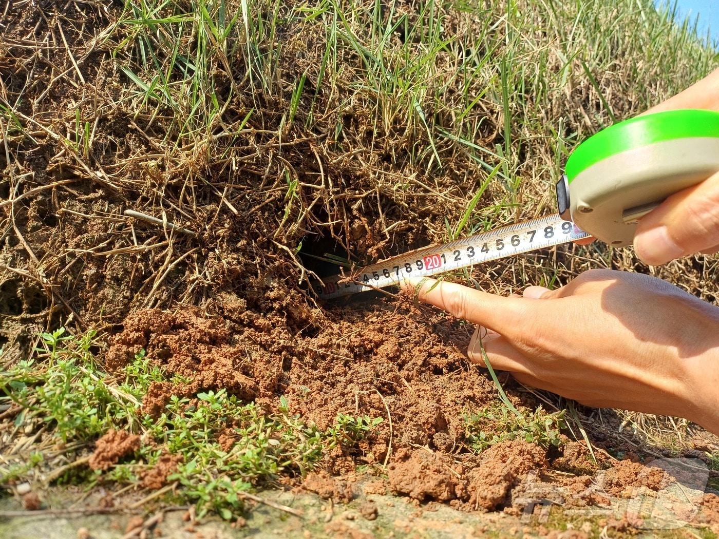 본문 이미지 - 세계문화유산 선릉(성종대왕릉)이 훼손된 모습. 국가유산청 제공.