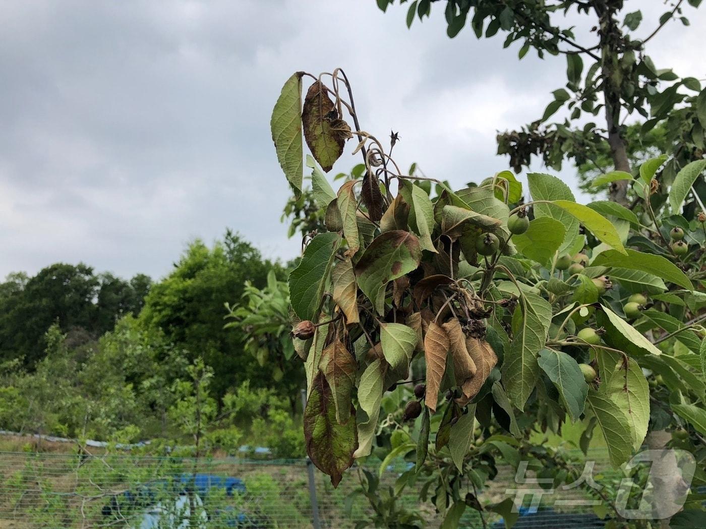 본문 이미지 -  16일 충북 음성군은 식물방역법 개정에 따른 병해충 예방수칙 준수를 당부했다. 사진은 과수화상병 감염 모습.(음성군 제공)2024.8.16/뉴스1