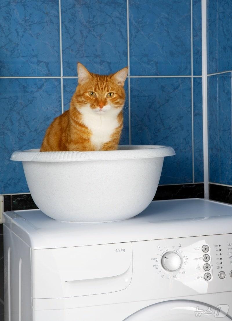 본문 이미지 - 드럼세탁기 위에 올라가 있는 고양이(사진 이미지투데이) ⓒ 뉴스1