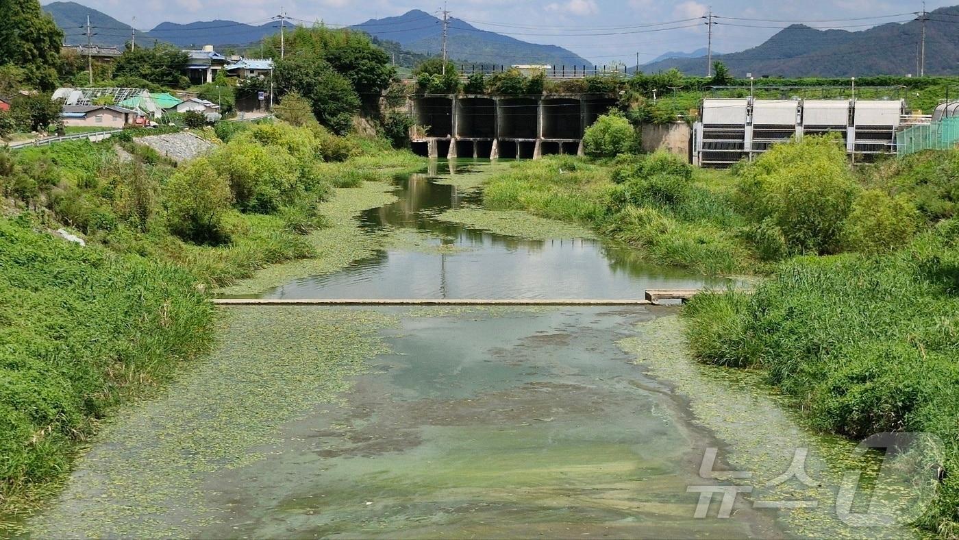 본문 이미지 - 지난 15일 창원시 의창구 대산면에서 촬영된 주천강-낙동강 유입 지점의 녹조 모습.(경남환경운동연합 제공)